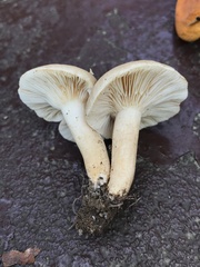 Lactarius subvernalis
