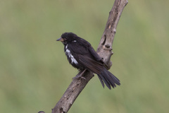 Bubalornis niger
