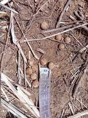 Sylvilagus cunicularius