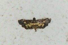 Eurrhyparodes bracteolalis