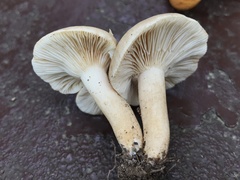 Lactarius subvernalis