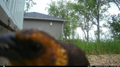 Xanthocephalus xanthocephalus