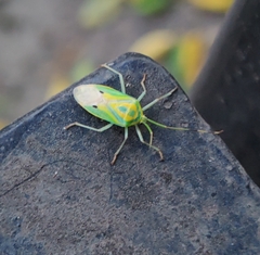 Urolabida