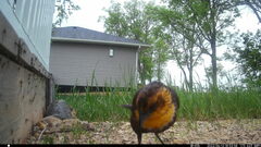 Xanthocephalus xanthocephalus