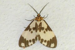 Nyctemera carissima
