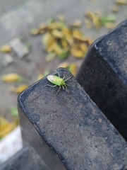 Urolabida