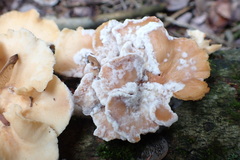 Bresadolia craterella