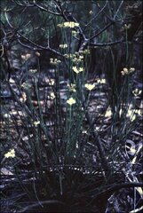 Xanthosia atkinsoniana