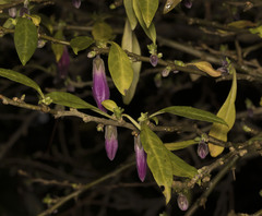 Latua pubiflora