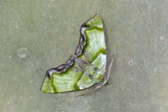Achrosis incitata