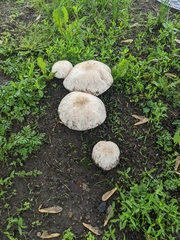 Agaricus subrufescens