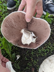 Agaricus subrufescens