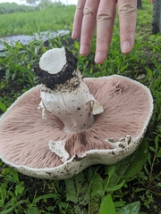 Agaricus subrufescens