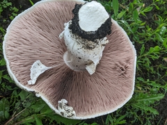 Agaricus subrufescens