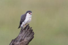 Polihierax semitorquatus