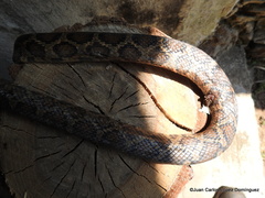 Pseudelaphe flavirufa