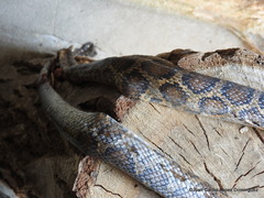 Pseudelaphe flavirufa