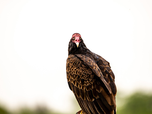 Turkey Vulture photographed in Nebraska