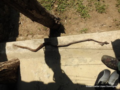 Pseudelaphe flavirufa