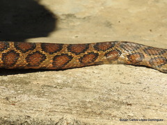 Pseudelaphe flavirufa