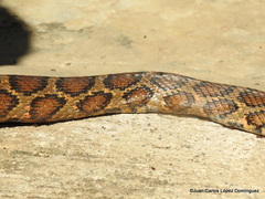 Pseudelaphe flavirufa