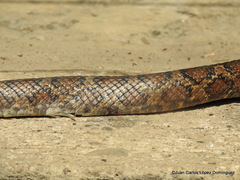 Pseudelaphe flavirufa