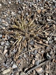 Sclerochloa dura