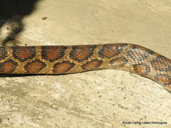 Pseudelaphe flavirufa