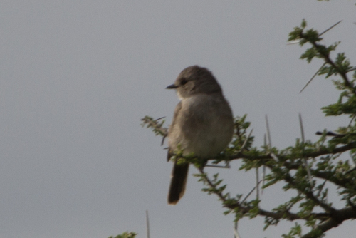 African Grey Flycatcher (Bradornis microrhynchus), photo 2