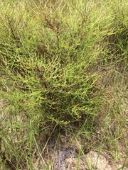 Hypericum gentianoides