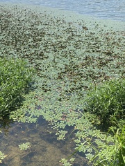 Trapa natans bispinosa