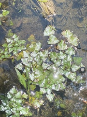 Trapa natans bispinosa