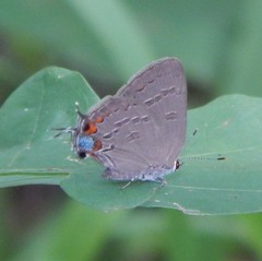 Satyrium kingi