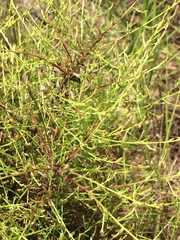 Hypericum gentianoides