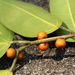 Ficus sundaica - Photo (c) loupok, osa oikeuksista pidätetään (CC BY-NC-ND)
