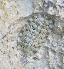 Chiton squamosus