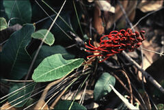 Grevillea laurifolia
