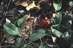 Grevillea laurifolia