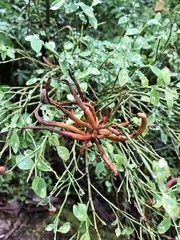 Exobasidium parvifolii