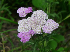 Achillea roseo-alba