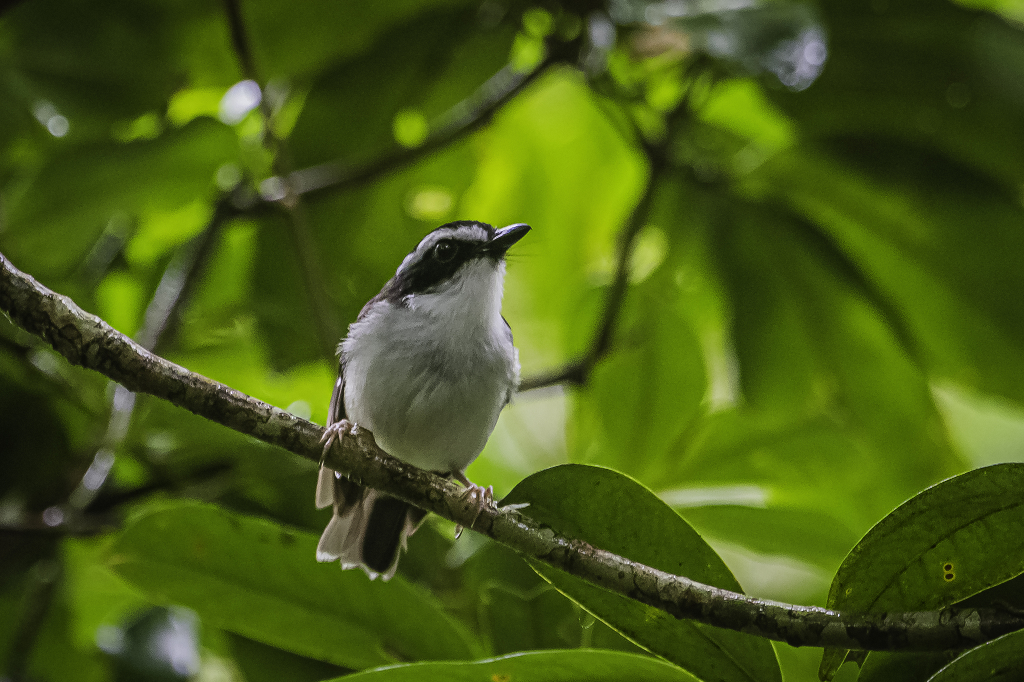 Black-chinned Robin illustration