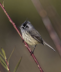 Anairetes parulus parulus