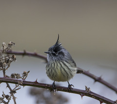 Anairetes parulus parulus