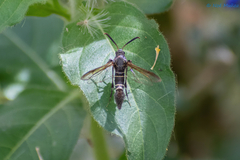 Aegerina