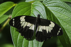 Papilio euchenor