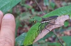 Molchina hopei