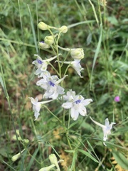 Delphinium leucophaeum