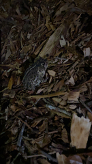 Anaxyrus terrestris