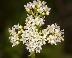 Valeriana dioica sylvatica