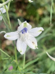 Delphinium leucophaeum